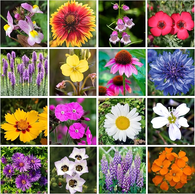 on The Go Regional Wildflower Seed Shaker - Northeast USA Wildflowers - 100% Pure Seed - Organic, Non-GMO - 21 Wildflower Variety Seeds of Annual & Perennial, 2oz