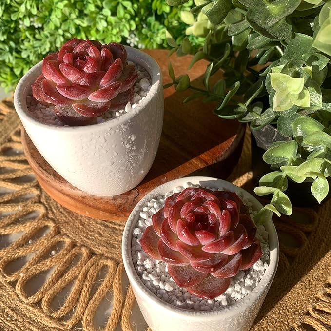 FWPP Live Succulents Plants Echeveria Snow Lotus 2 inches,Rare red Succulents Bare Root Without Pot Soil, Live Plants Indoor Office Decoration Wedding and Gift
