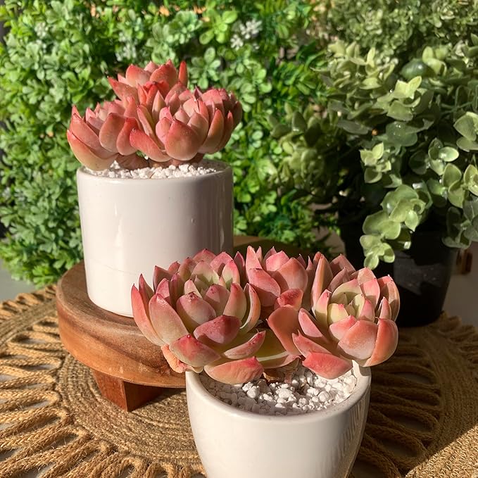 FWPP Live Succulents Plants Echeveria Silk Veil 3 inches,Rare Pink Succulents Bare Root Without Pot Soil, Live Plants Indoor Office Decoration Wedding and Gift