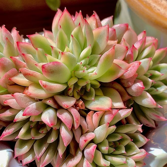 FWPP Live Succulent Echeveria Mebina Variegata,3.5 Inches Mini Succulents Plants Live,Bare Root Without Pot Soil,Clustered Live Plants,House Plants for Gift Party Wedding Garden Baby Shower DIY Decor
