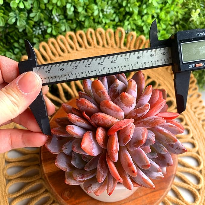 FWPP Succulent Plants Live Echeveria Orange Monroe,3-4 Head 3.5 inches Pink Mini Plants,Bare Root Without Pot Soil Live Plants,Wedding Garden Indoor House Baby Shower Decor Friend Plant Lover Gift