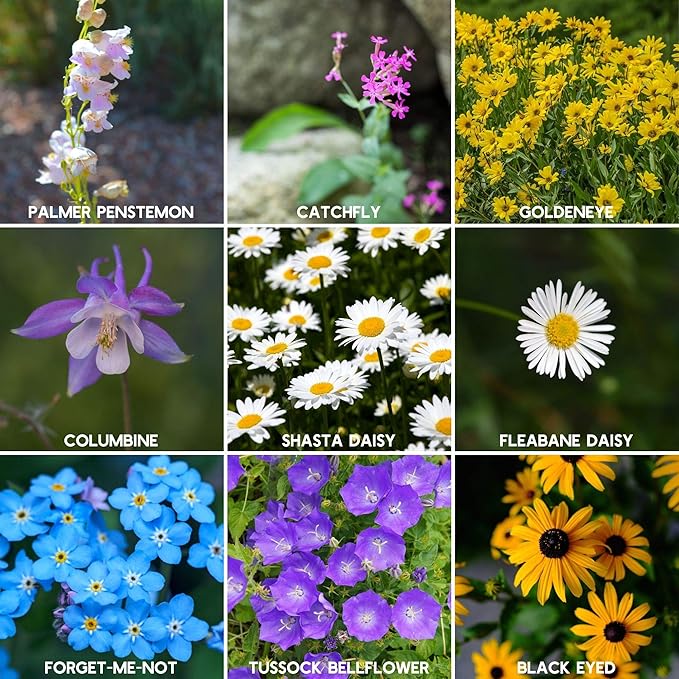 Wildflower Seeds - Rocky Mountain Mix, 2 oz (80,000+ Seeds) – 18 Non-GMO Varieties – Bulk Pollinator-Friendly Blend for Planting