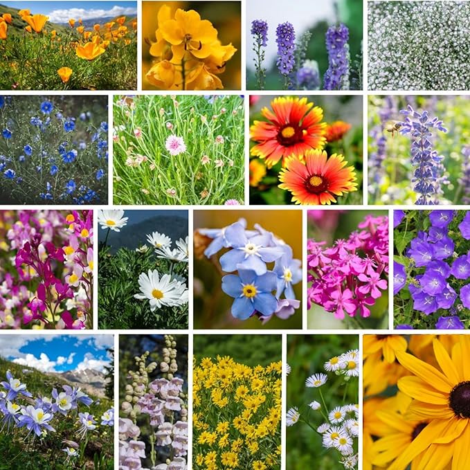Rocky Mountain Wildflower Seeds Mix - 4 oz Seed Pouch - 22 Wild Flower Seed Varieties - Annuals, Perennials and Bi-Annuals - Flower Garden