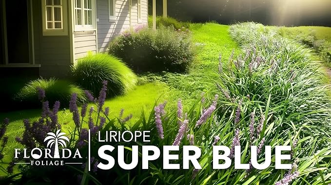 Liriope Super Blue | 1 Large Gallon Size Plant | Liriope muscari 'Super Blue' | Ornamental Ground Cover Plants | Shade-Tolerant Landscaping Perennial
