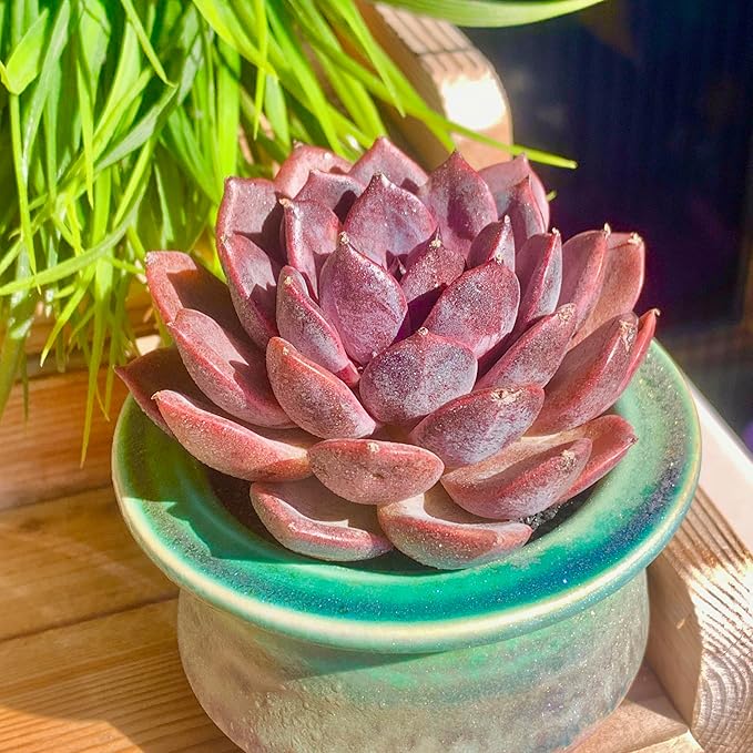 FWPP Live Succulents Plants Echeveria Black Mamba 3 inches,Rare Black Red Succulents Bare Root Without Pot Soil, Live Plants Indoor Office Decoration Wedding and Gift