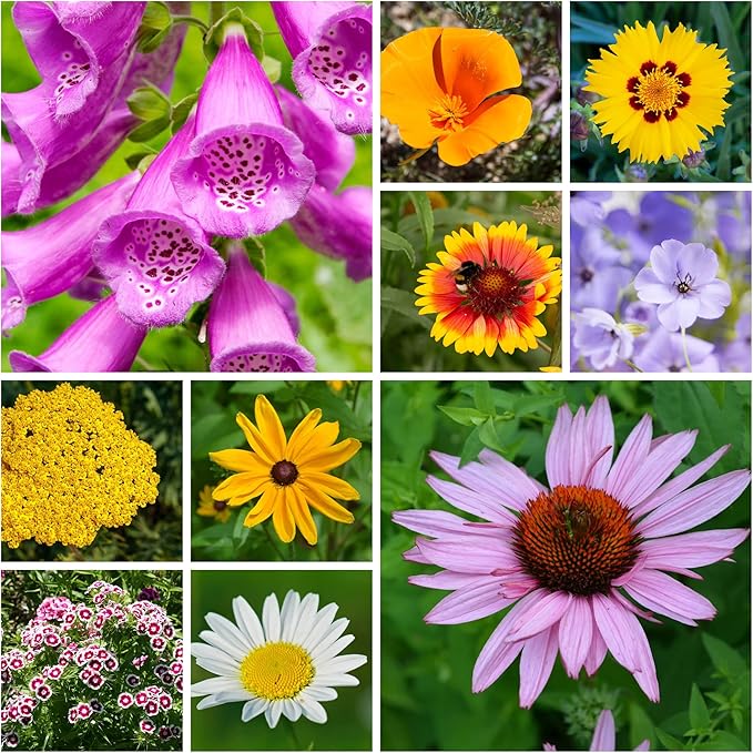 All Annual Wildflower Seeds Mix – 1 lb, 16,000+ Seeds – 21 Flower Varieties Including Poppy, Indian Blanket, Flax – Attracts Pollinators – Bulk Wildflower Seed for Planting