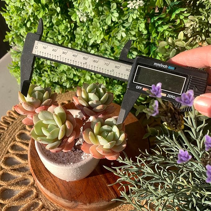 FWPP Live Succulents Plants Echeveria Love Song 3.5 inches,Rare Succulents Bare Root Without Pot Soil, Live Plants Indoor Office Decoration Wedding and Gift