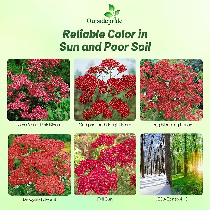 Outsidepride Cerise Queen Yarrow Seeds – 5000 Pcs. Perennial, Versatile, Clump-Forming, & Drought Tolerant Flower Seeds for Planting Fragrant & Vibrant Blooms, Ideal for Pollinator Gardens