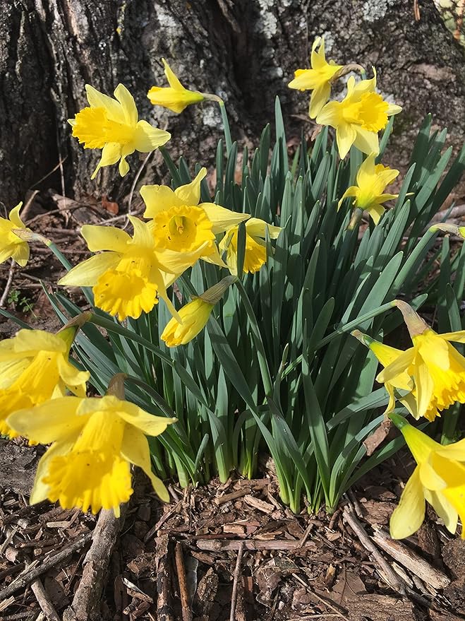 Dutch Master Daffodils (25 Bulbs) - Yellow Daffodil Narcissus Bulbs