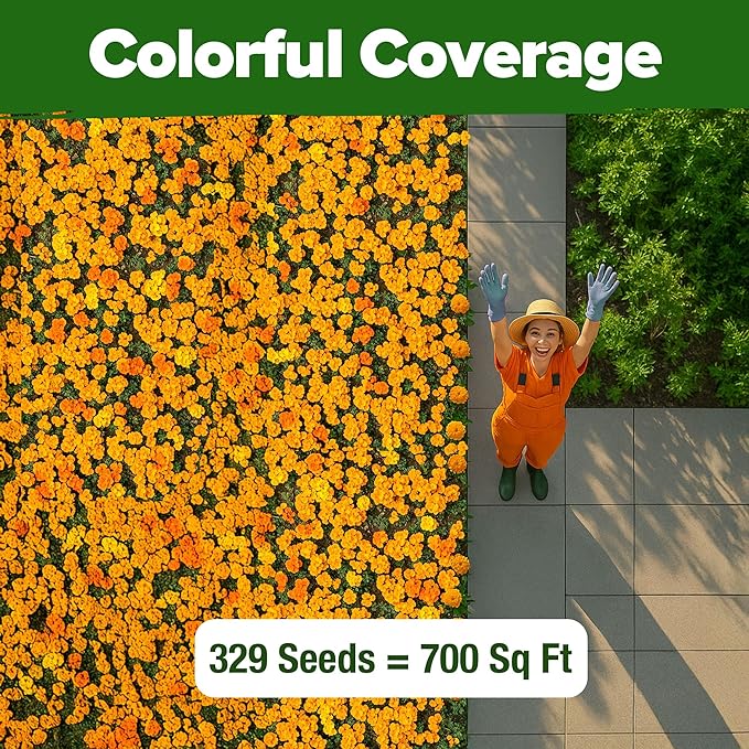 HOME GROWN 𝗨𝗦𝗔 𝗣𝗥𝗘𝗠𝗜𝗨𝗠 Petite French Marigold Seeds 329+ Flower Seeds for Planting Outdoors Easy to Grow Companion Plant & Quick Blooming Pollinator Heirloom Wildflower Seed (Tagetes patula)
