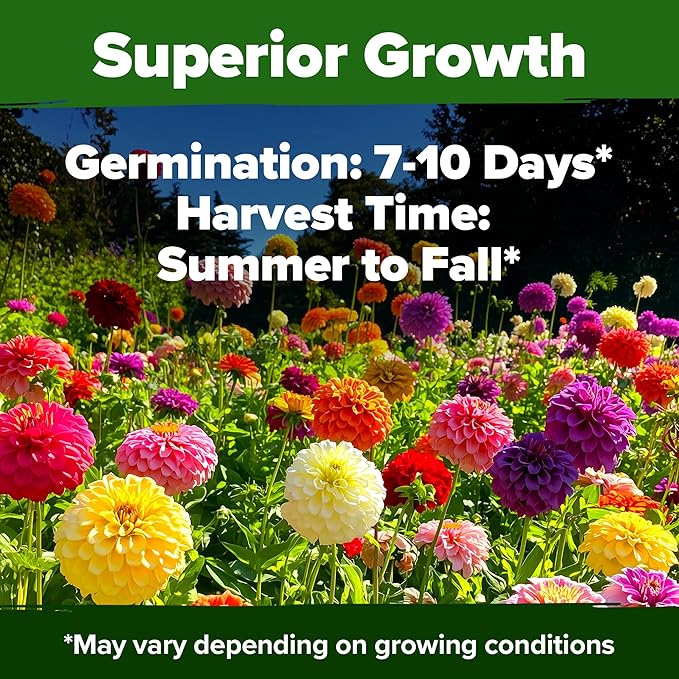 HOME GROWN 𝗨𝗦𝗔 𝗣𝗥𝗘𝗠𝗜𝗨𝗠 Zinnia Dahlia Seeds Pack for 2025 – 524 𝗡𝗢𝗡-𝗚𝗠𝗢 Flower Seeds | Vibrant Zinnia Elegans for Pollinator Gardens, Borders & Containers | Easy-to-Grow Outdoor Blooms