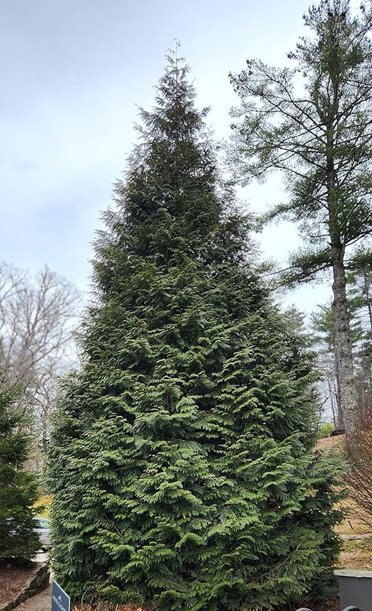 Thuja Green Giant Arborvitae Lot of 6, 3 Inch Pot