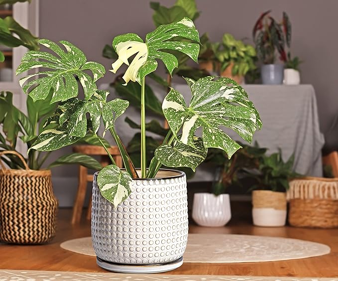 D'vine Dev 8 Inch 6 Inch Ceramic Indoor Planter Pots with Drainage Hole and Saucer, Beaded Design Flower Pots, Set of 2, Smoked White, 27-D-P-1