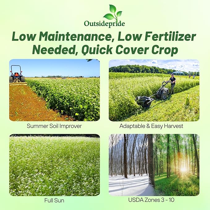 Outsidepride Buckwheat Seeds - 1lb Annual, Fast-Growing, Easy to Grow Buckwheat Cover Crop Seeds for Green Manure, Bee Pasture & Pollinators, Wildlife Habitat, Soil Improvement, and Erosion Control