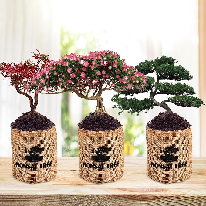 Indoor Bonsai Garden Starter Kit, 5 Seeds Growing into Red Maple, Wisteria, Black Pine, Judas Tree, Acacia, Including Complete Gardening Planters & A Wooden Box, Christmas Gifts for Women