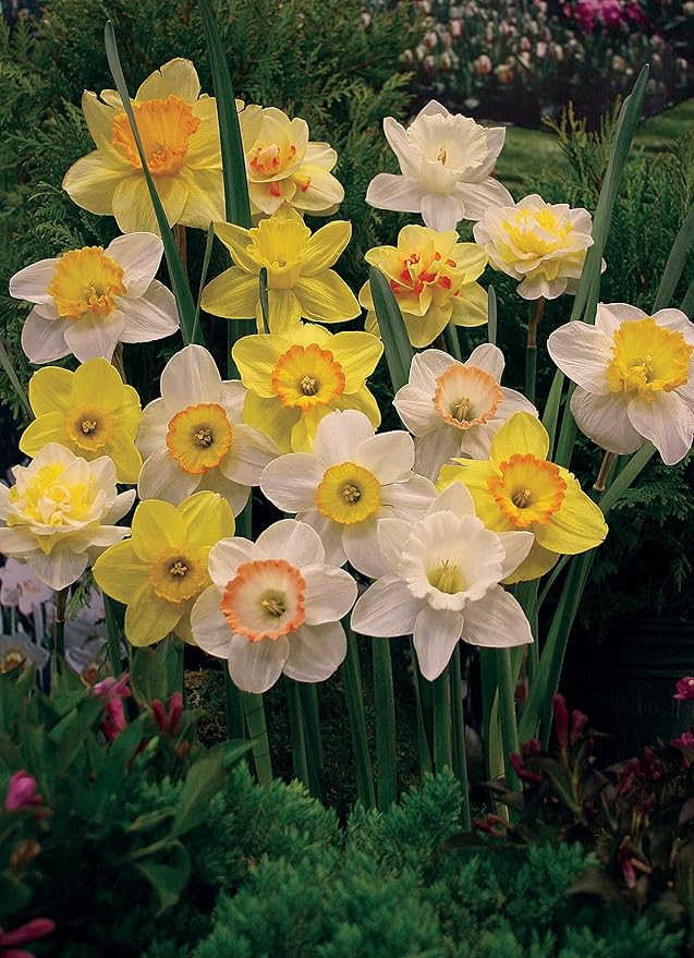Mixed Daffodils (25 Bulbs) - Assorted Colors Daffodil Narcissus Bulbs by Willard & May