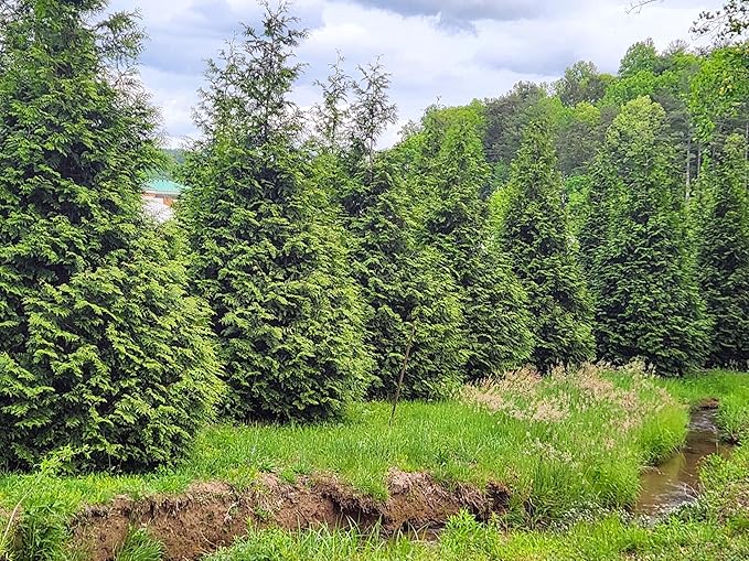 Thuja Green Giant Arborvitae Lot of 12, 3 Inch Pot
