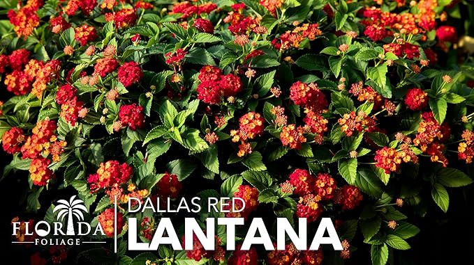 Lantana Dallas Red | 3 Large Gallon Size Plants | Lantana Camara | Flowering Perennial | Garden Colorful Bloom | Hardy Outdoor Decor | Vibrant Red Flowers