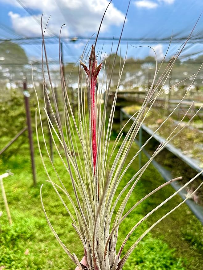 Air Plants - Tillandsia Juncea, Jumbo 8-12" - 2ct - Live Arrival Guaranteed - House Plants for Home Decor & Gift