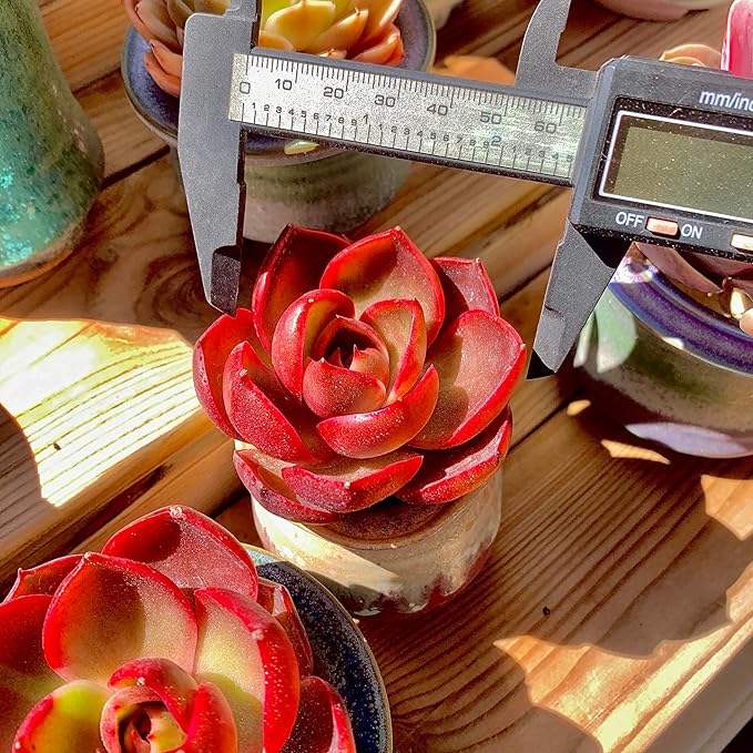 FWPP Live Succulents Plants Echeveria Red Lantern 2.5 inches,Rare red Succulents Bare Root Without Pot Soil, Live Plants Indoor Office Decoration Wedding and Gift