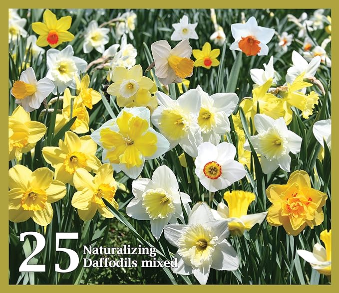 Mixed Daffodils (25 Bulbs) - Assorted Colors Daffodil Narcissus Bulbs by Willard & May