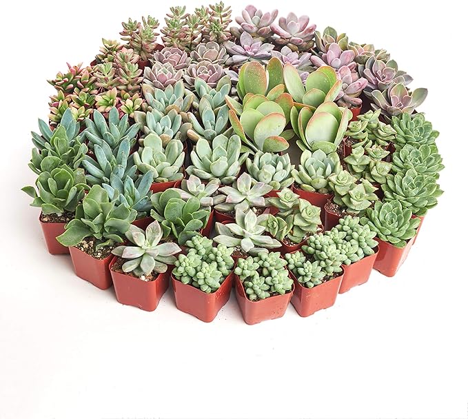 Shop Succulents Assorted Succulent Plant Pack Collection - Live Mini Succulent Plants, Low Maintenance, Mixture of Colors & Textures - Wedding and Party Favors, Gift & Garden, Pack of 100