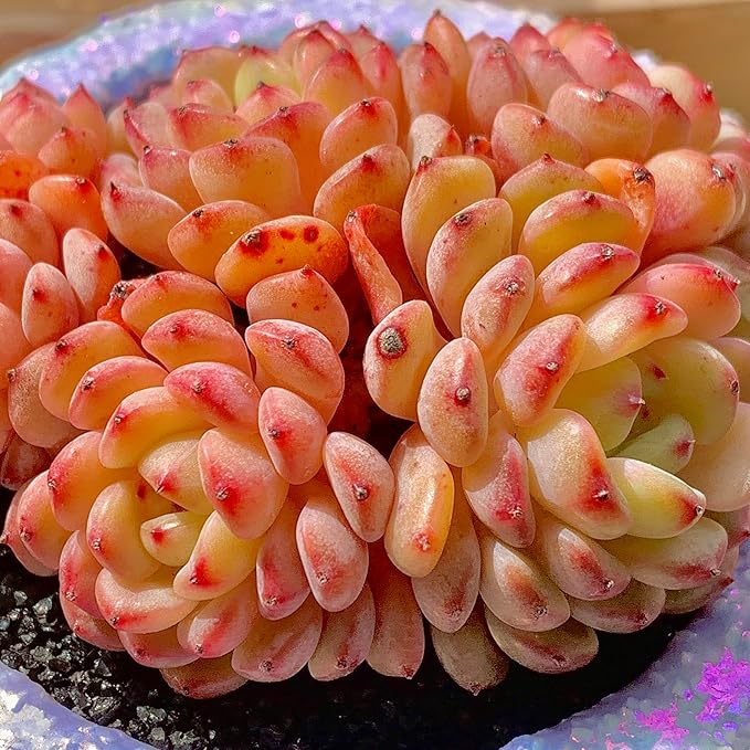 FWPP Suculentas Plant Live Echeveria Hani,Real Succulents Plants Live Red 3 inches Mini Succulents,Bare Root Without Pot Soil,Rare Succulent Plants Live Office Decoration Wedding and Gift