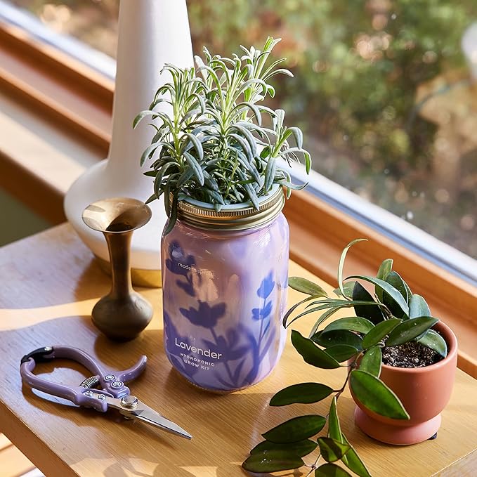 Modern Sprout New & Improved Mason Jar Grow Set, Indoor Herb Garden, Seed Starter Set, Organic Seeds, Hydroponic Growing (Basil + Lavender)