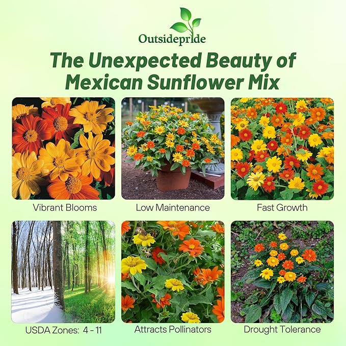 Outsidepride Mexican Sunflower Seeds Mix - 1000 Pcs Annual, Easy-to-Grow, Mixed Tithonia Speciosa Flower Seeds w/Drought-Tolerant Blooms for Pollinator Gardens & Vibrant Summer Landscaping