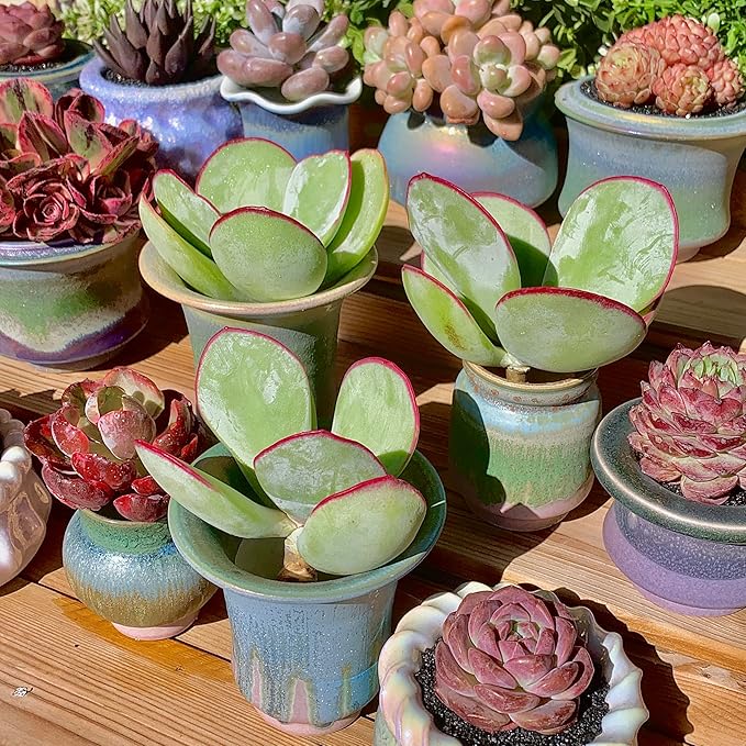 FWPP Live Succulents Plants Echeveria 'White Eyebrow' 3.5 inches,Rare Green Succulents Bare Root Without Pot Soil, Live Plants Indoor Office Decoration Wedding and Gift