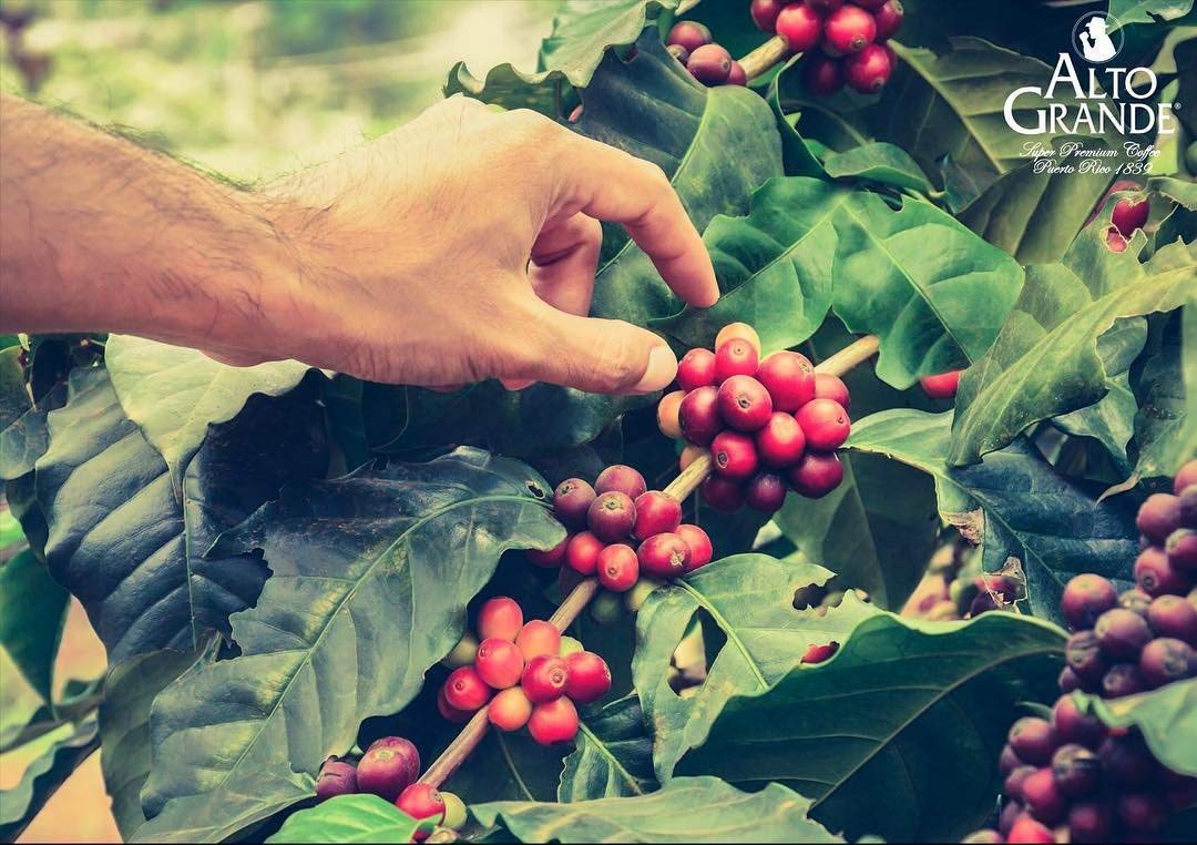 Alto Grande Super Premium Coffee Whole Beans – 2 lb Bags (Pack of 2)