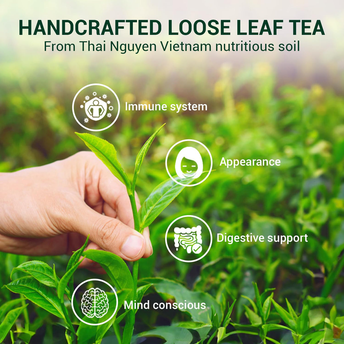 BACH TRA Green Tea Loose Leaf 17.64 oz – Thai Nguyen Tea Buds | Smooth, Low Caffeine | Large Value Pack