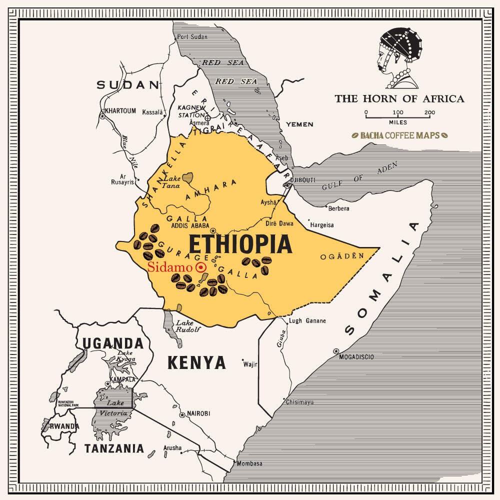 Bacha Coffee Yirgacheffe Decaf Ethiopia | 12 Drip Bags, 100% Arabica, Medium-Dark Roast