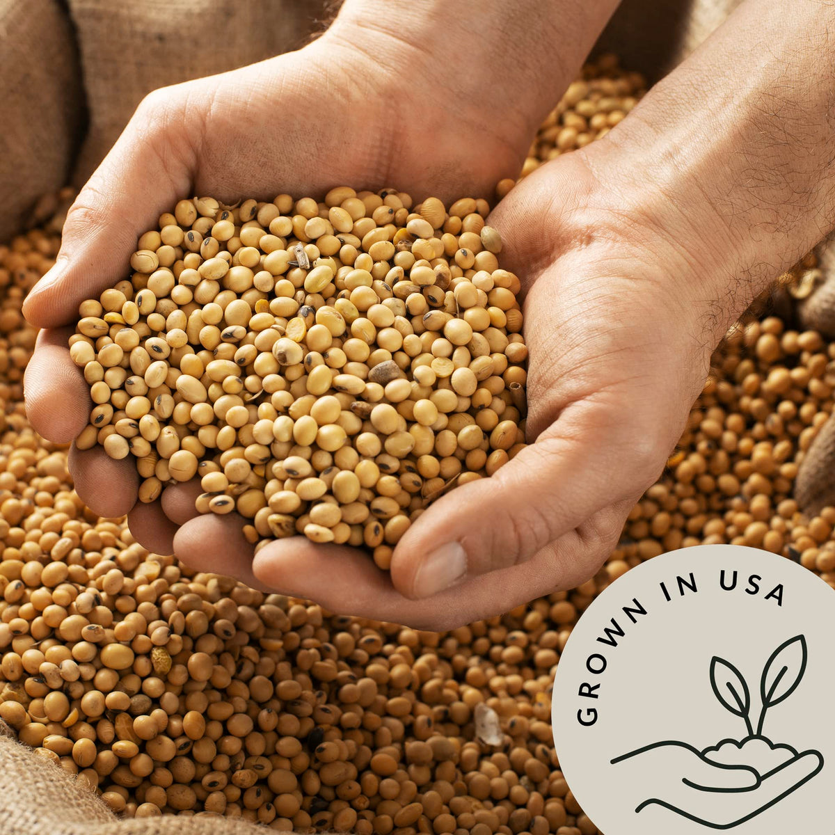 Be Still Farms Organic Soybeans – 2.8 lb Dry Soy Beans for Edamame, Soy Milk & Tofu | USDA Organic