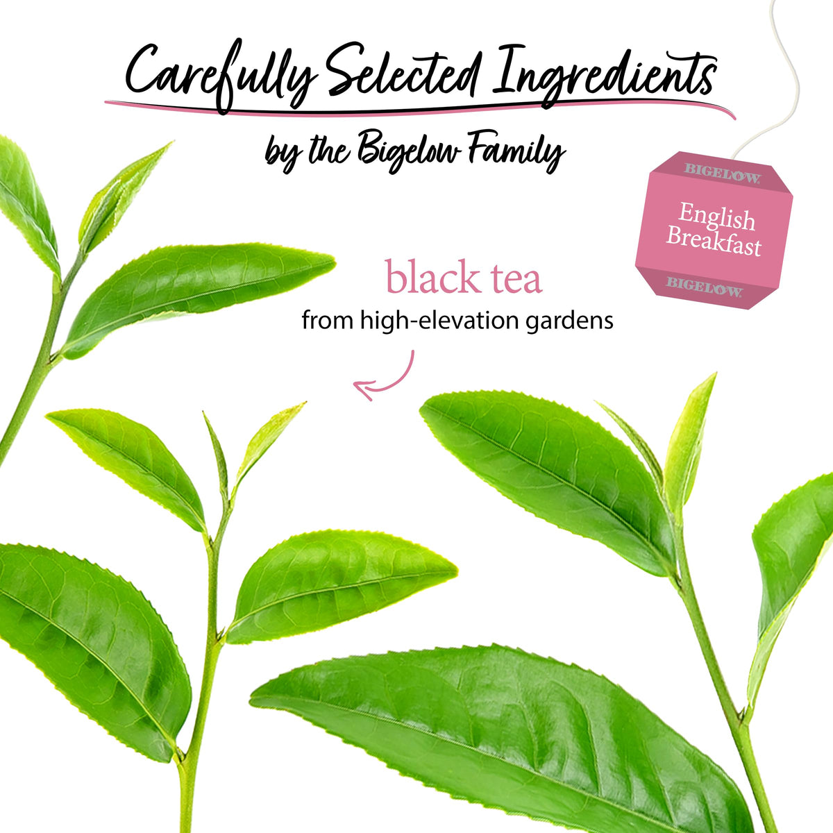 Bigelow Tea English Breakfast Black Tea | 120 Total Bags (6 Pack) | Caffeinated, Bold & Smooth