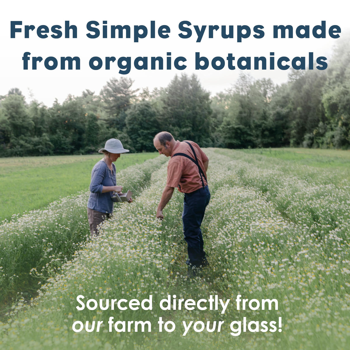 Bluestem Botanicals Organic Lavender Simple Syrup – 8 oz for Cocktails & Mocktails