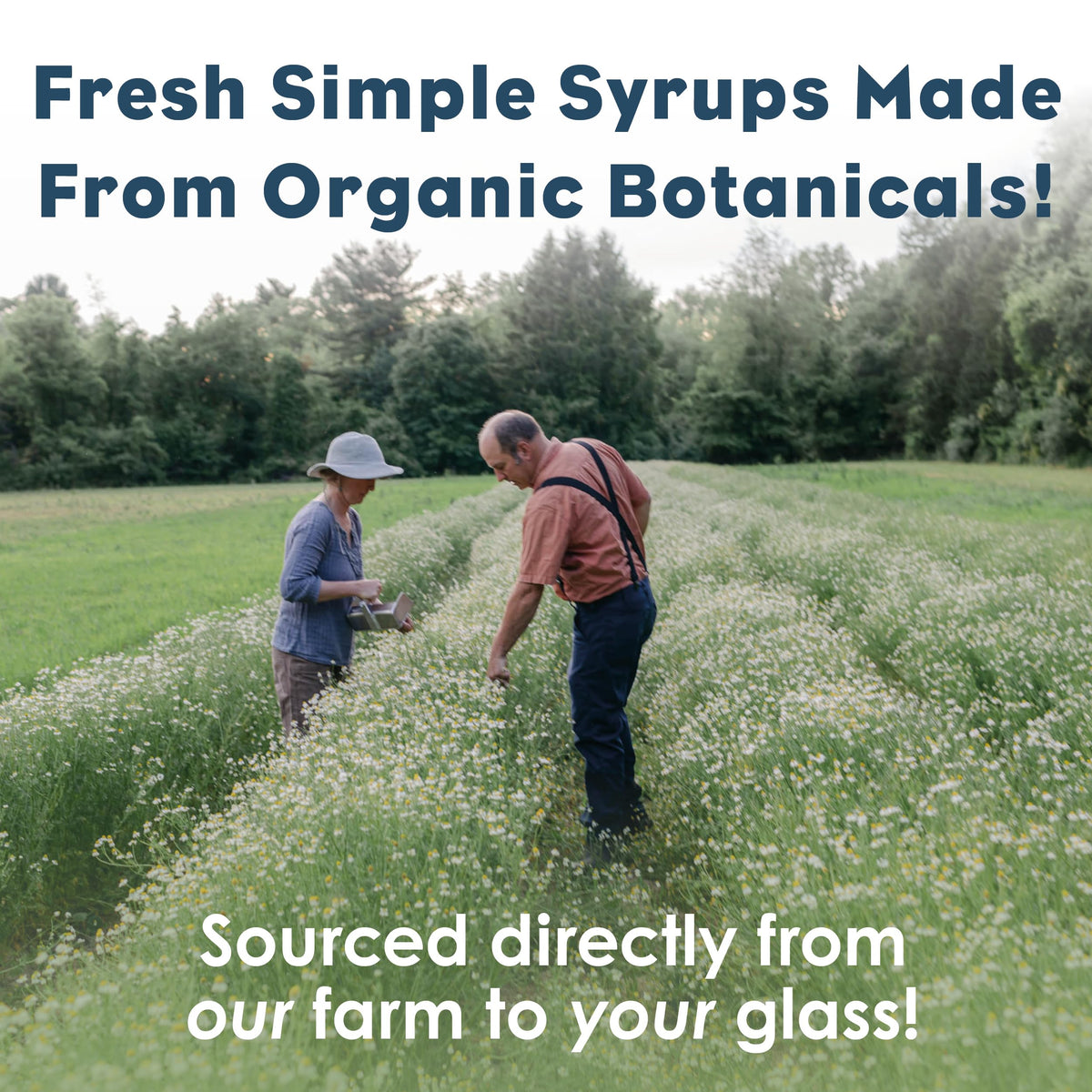 Bluestem Botanicals Organic Tulsi Basil Simple Syrup – 8 oz, Cocktail & Mocktail Mixer