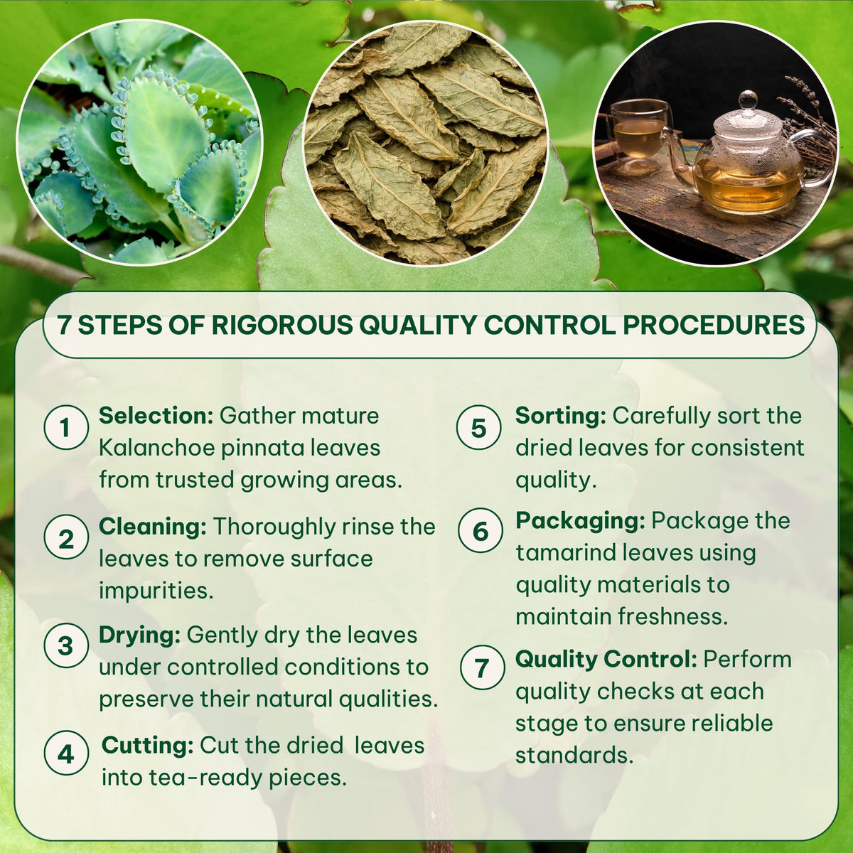 BOTAMONY Kalanchoe Pinnata Tea – 50 Filter Bags, Leaf of Life Tea, Single-Ingredient Dried Leaves