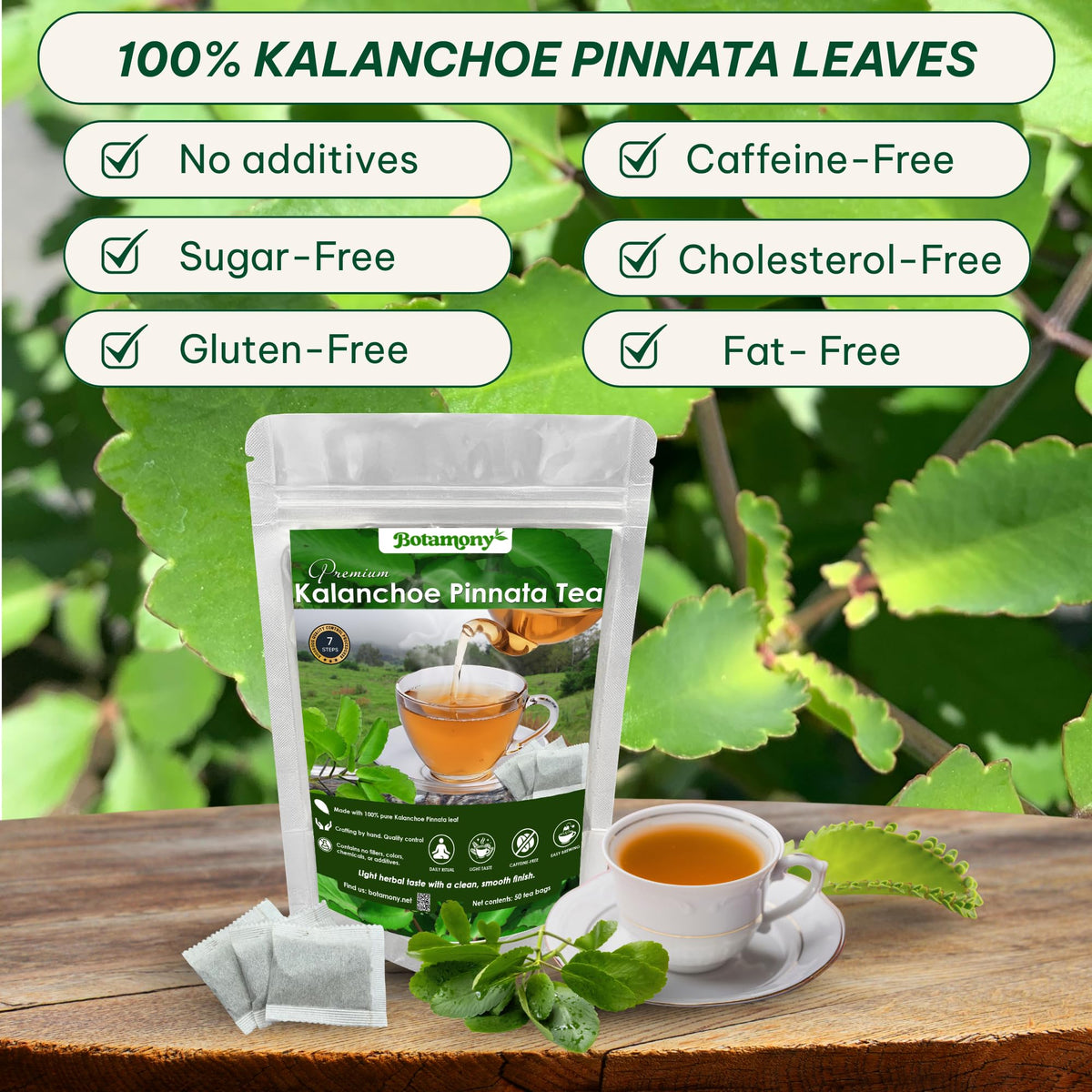 BOTAMONY Kalanchoe Pinnata Tea – 50 Filter Bags, Leaf of Life Tea, Single-Ingredient Dried Leaves