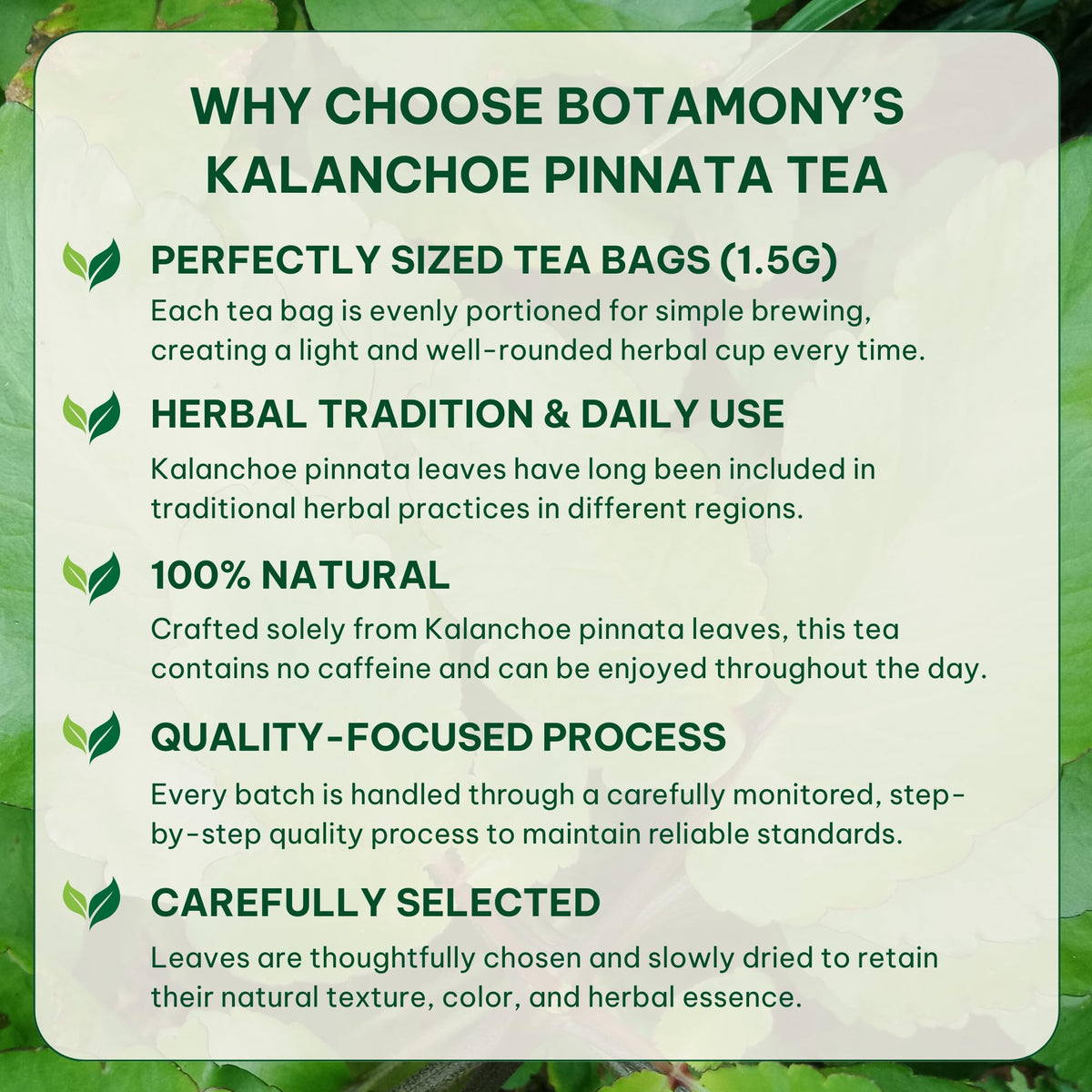 BOTAMONY Kalanchoe Pinnata Tea – 50 Filter Bags, Leaf of Life Tea, Single-Ingredient Dried Leaves