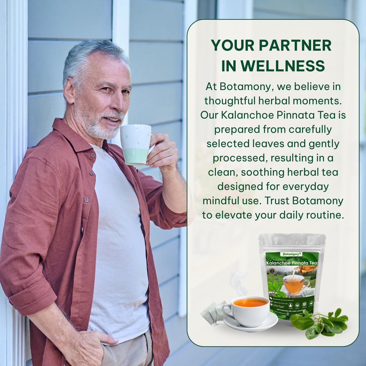BOTAMONY Kalanchoe Pinnata Tea – 50 Filter Bags, Leaf of Life Tea, Single-Ingredient Dried Leaves