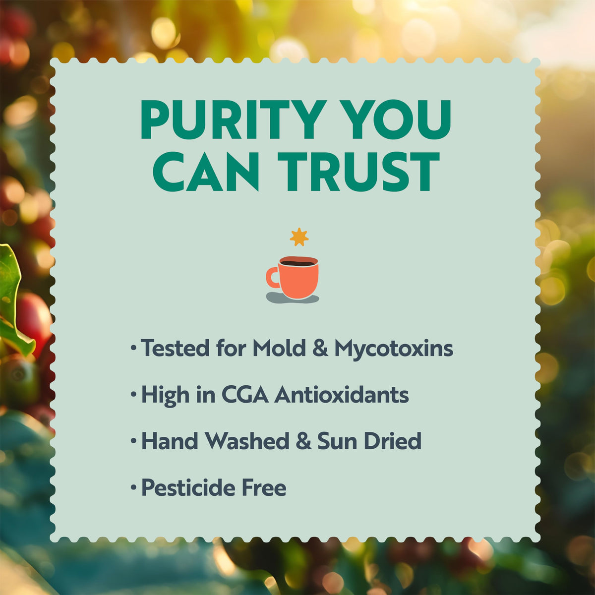 Clean Coffee Co. Low Acid Dark Roast Honduras – Mold & Toxin Tested, Caramel & Dark Chocolate Notes (12 oz Whole Bean)