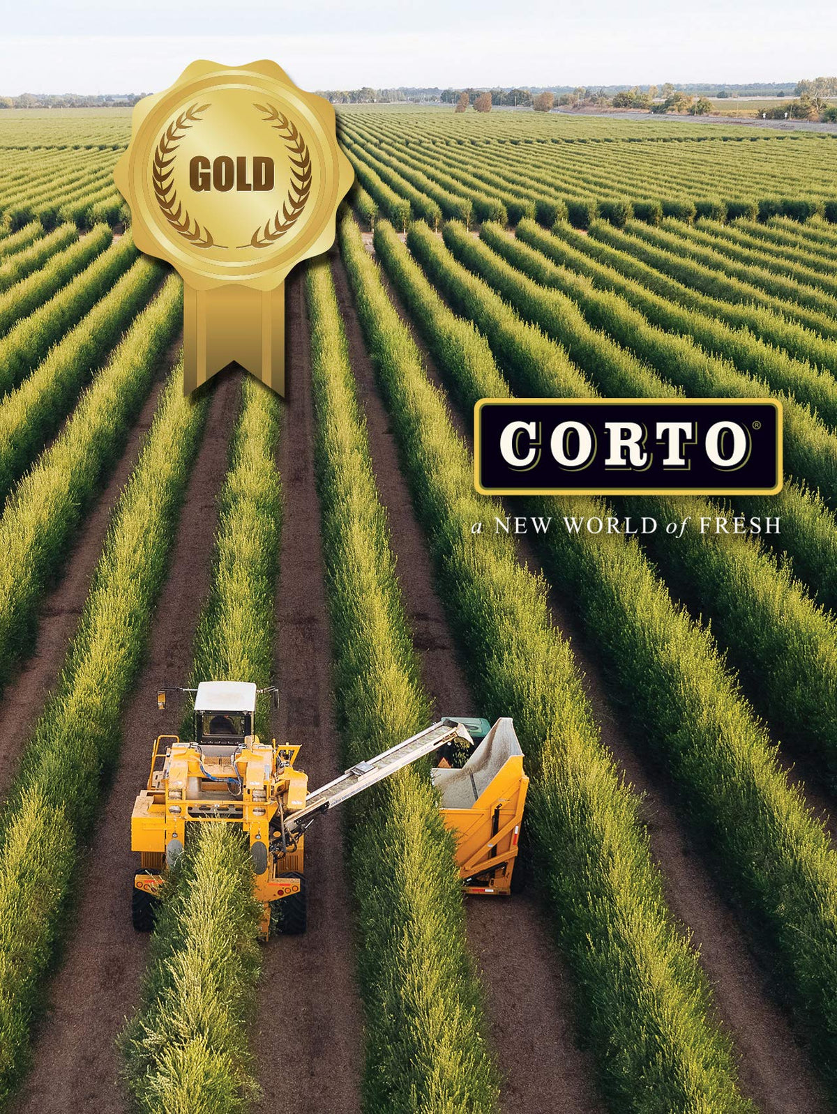 CORTO TRULY® Extra Virgin Olive Oil – Floral Notes, Cold-Extracted, 500 mL