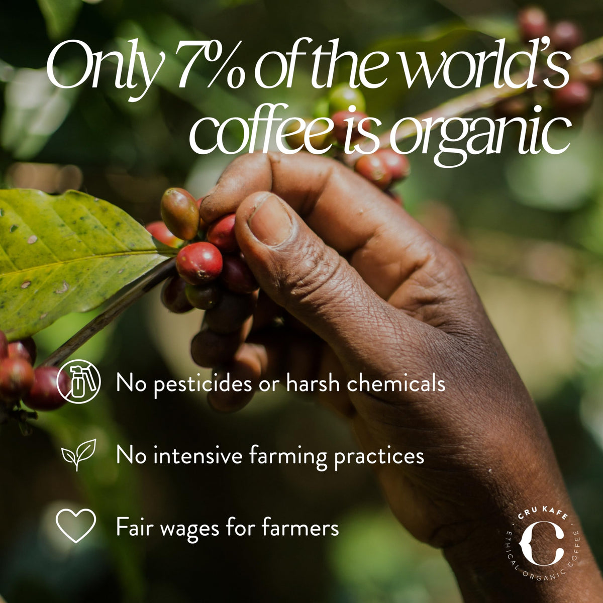Cru Kafe USDA Organic Half-Caff Espresso Coffee Capsules — 50 Pods, Fairtrade, Nespresso Original Line & Pixie Compatible