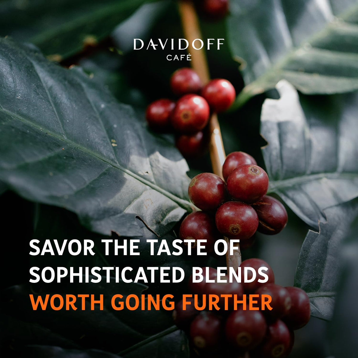 Davidoff Fine Aroma Instant Coffee – Elegant Arabica Blend, Medium Body, 7/12 Intensity (2 x 3.52 oz)