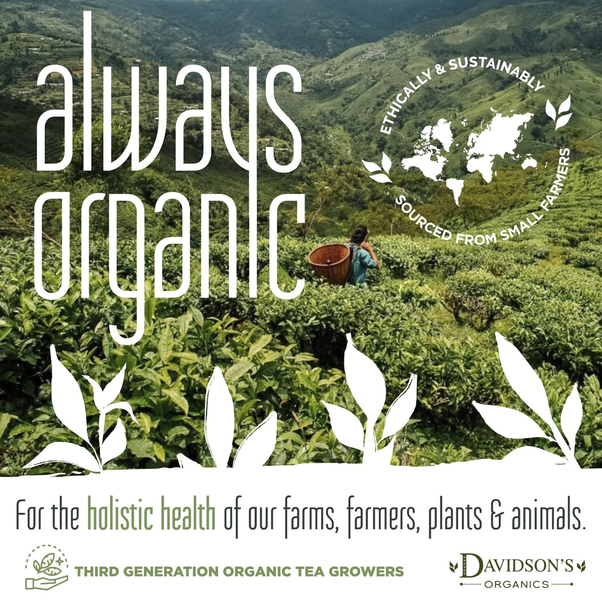 Davidson's Organics Mountain Copper Oolong Loose Leaf Tea - 16 oz