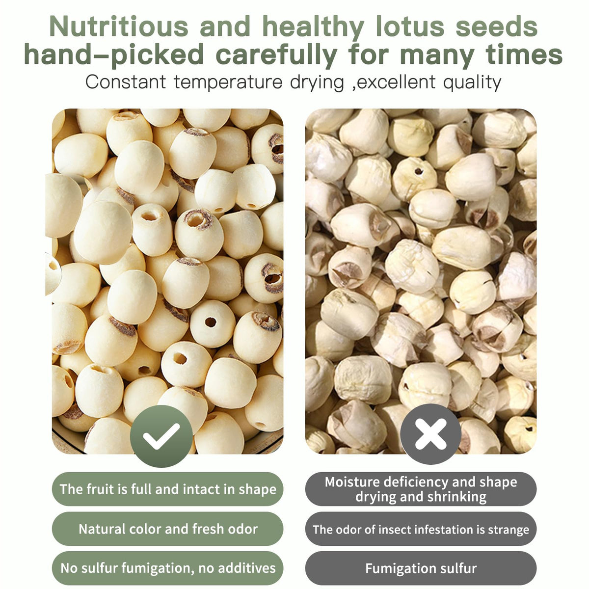 DOZO Lotus Seeds - White Lotus Seeds, Dried Lian Zi (400g) | Natural, Additive-Free