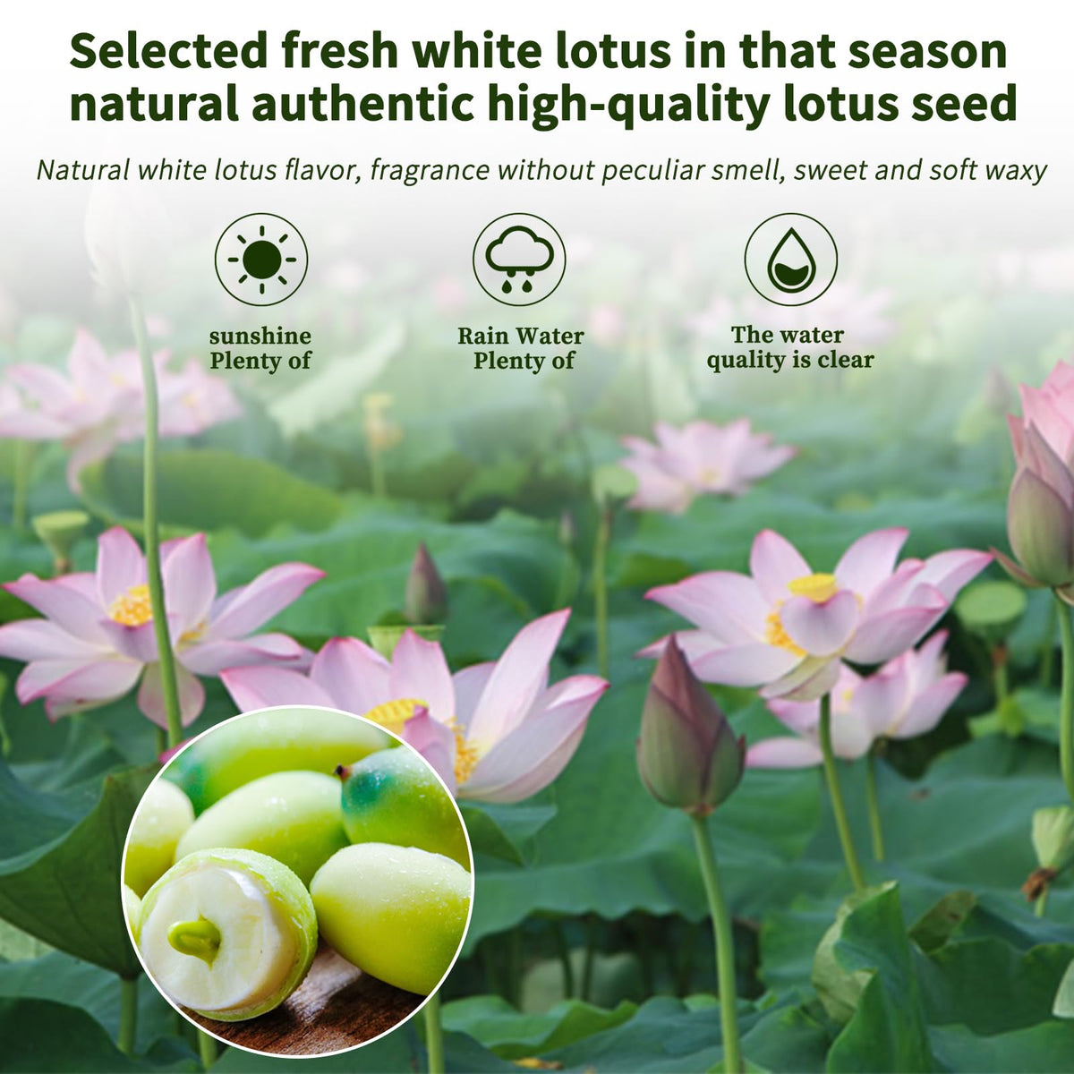 DOZO Lotus Seeds - White Lotus Seeds, Dried Lian Zi (400g) | Natural, Additive-Free