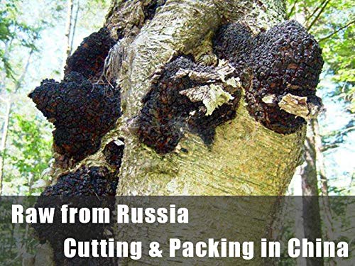 ECO-TASTE Chaga Chunks 8oz – Wild-Harvested, Caffeine-Free Tea Chunks