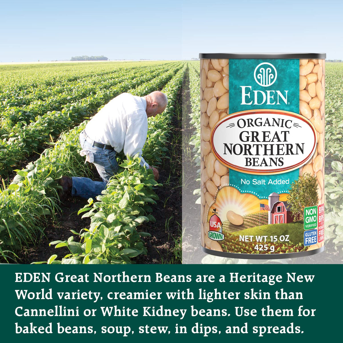 Eden Organic Great Northern Beans – No Salt Added, 15 oz Can (12-Pack) | Gluten Free, Non-GMO, U.S.-Grown